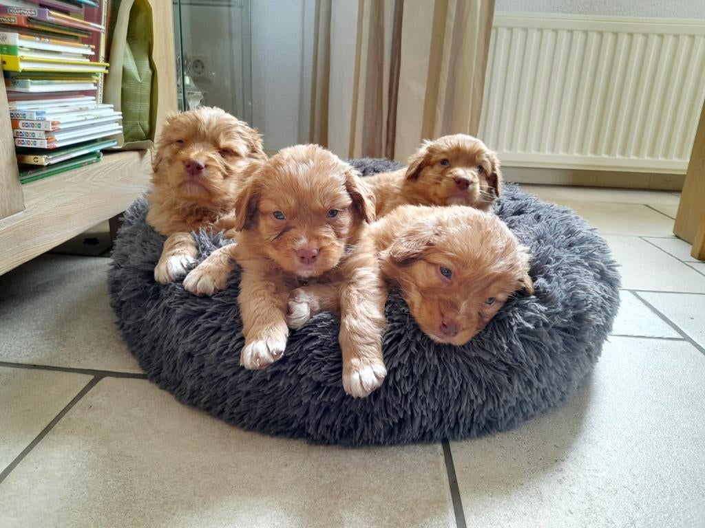 Toller pup, raszuiver, novia scotia duck toller retriever, Overige rassen, 8 tot 15 weken, Meerdere, Meerdere dieren