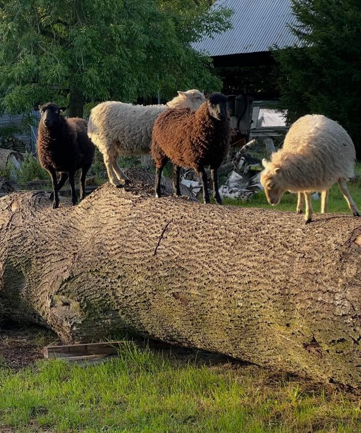 Mooie set Ouessant schapen, Vrouwelijk, Schaap