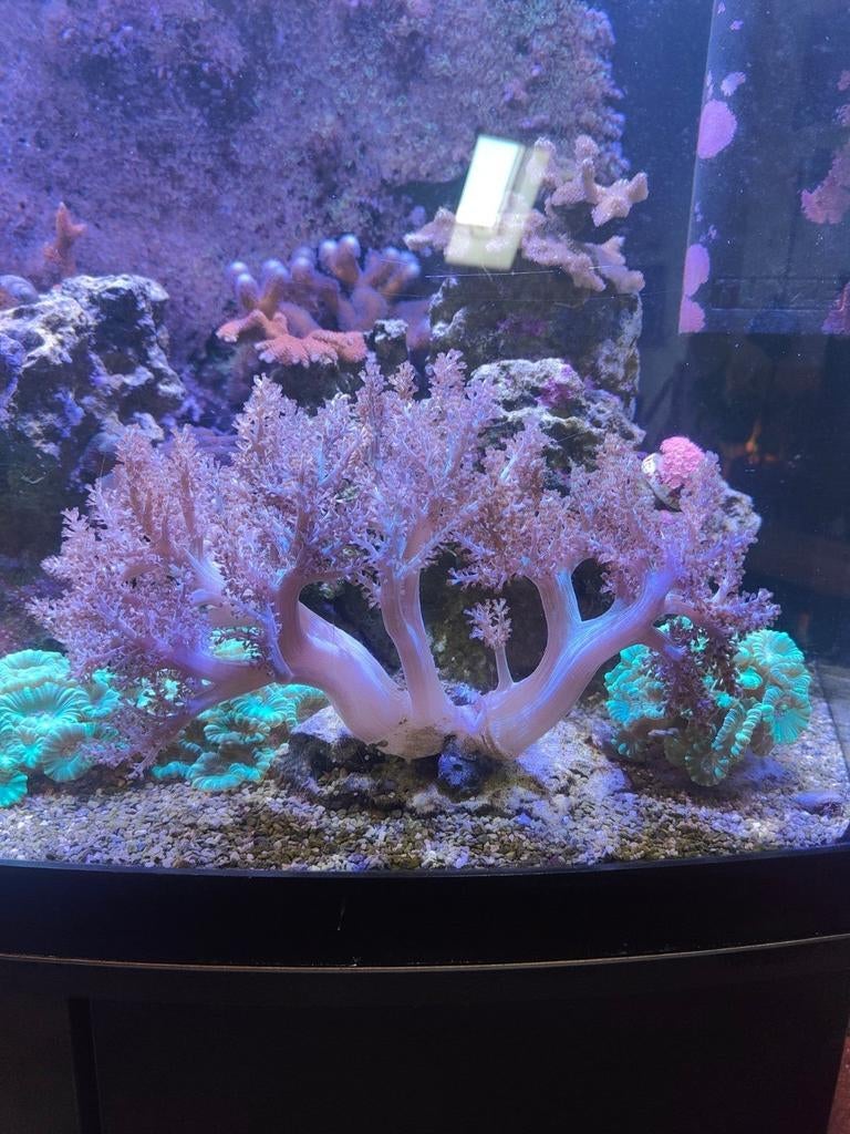 Zacht koraal, Keniaboom, Ophalen, Nieuw, Plant(en), Steen of Hout