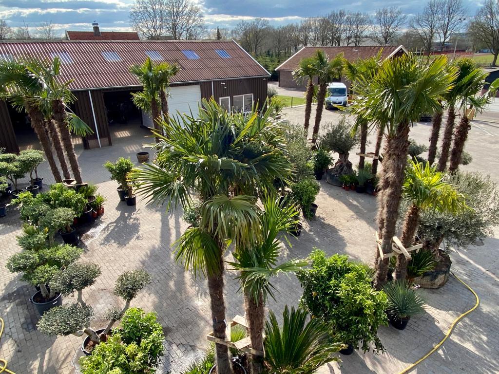 Voor al uw palmbomen, olijfbomen, cipressen, vijgenbomen!!!, Ophalen of Verzenden, Olijfboom, 250 tot 400 cm, Zomer