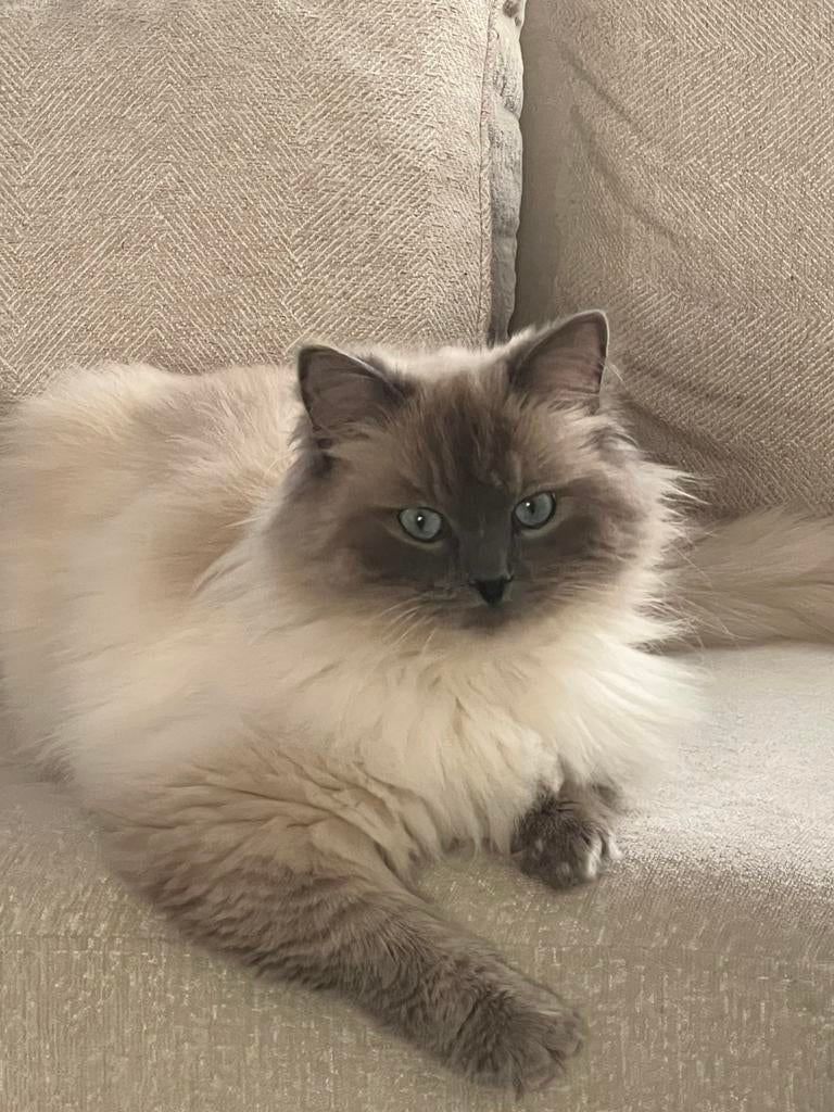 Dekkater Ragdol, Kater, Ingeënt