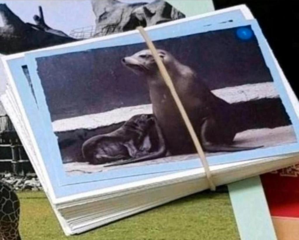 Jumbo diergaarde blijdorp plaatjes, Ophalen of Verzenden, Nieuw, Meerdere plaatjes