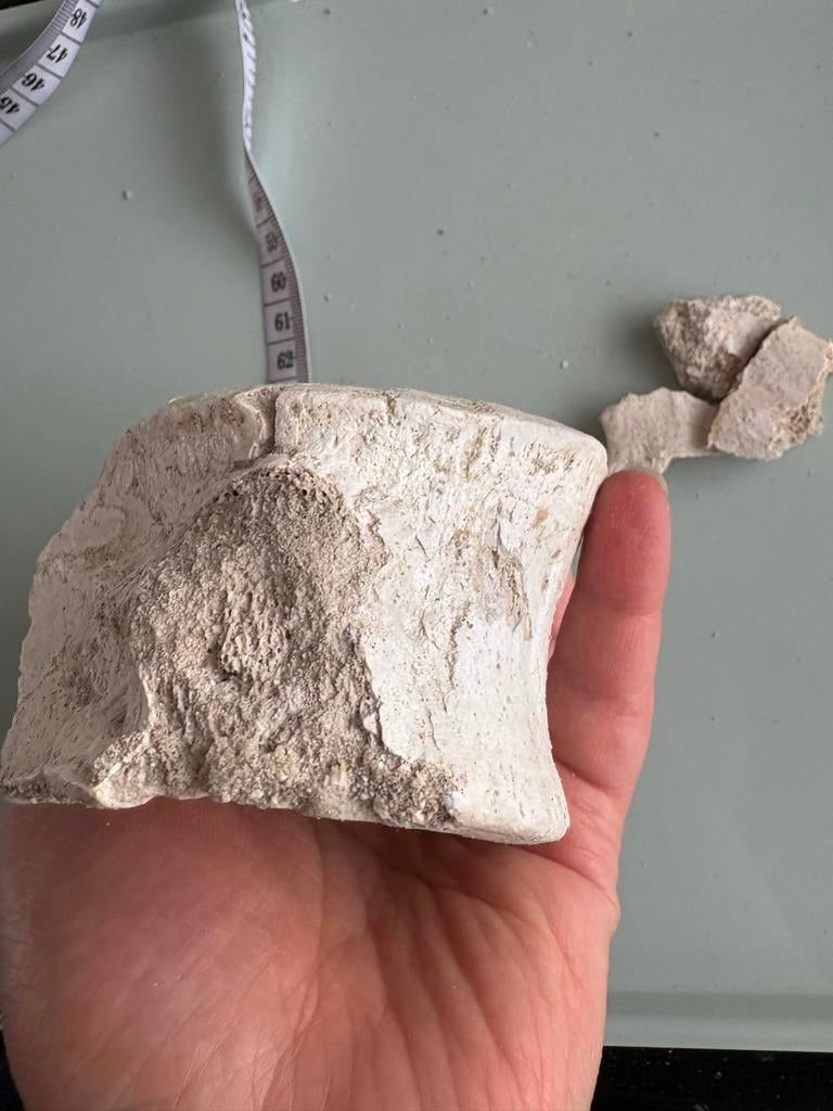 Mosasaurus/Plesiosaurus wervel/ bot, Ophalen of Verzenden, Fossiel