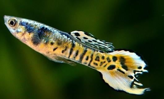 Endler tiger koi gup - Poecilia Endleri - Koidream Valburg, Dieren en Toebehoren, Vissen | Aquariumvissen, Vis, Zoetwatervis, Schoolvis