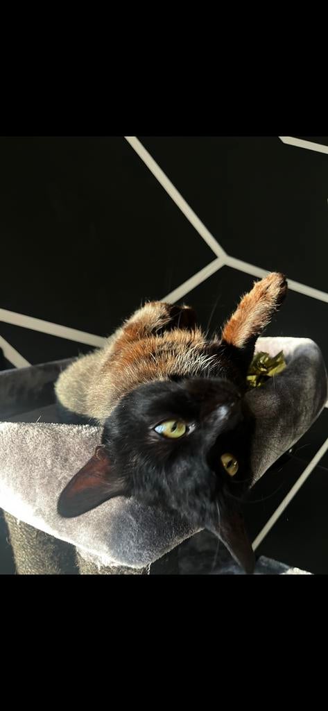 Mila zoekt huis, Dieren en Toebehoren, Katten en Kittens | Overige Katten, Poes