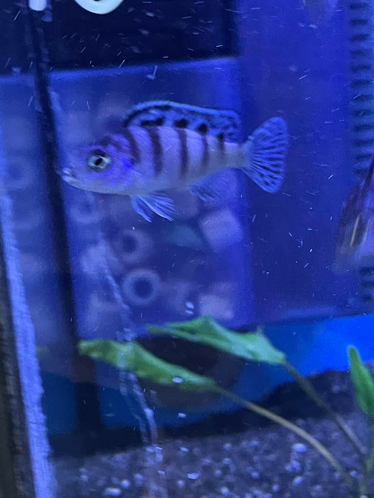 Metriaclima Lombardoi ( malawi cichlide) eigen foto’s, Vis