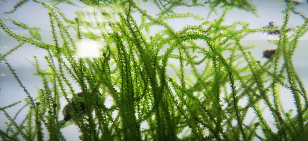 Javamos, Dieren en Toebehoren, Vissen | Aquaria en Toebehoren, Nieuw, Plant(en), Steen of Hout, Ophalen of Verzenden