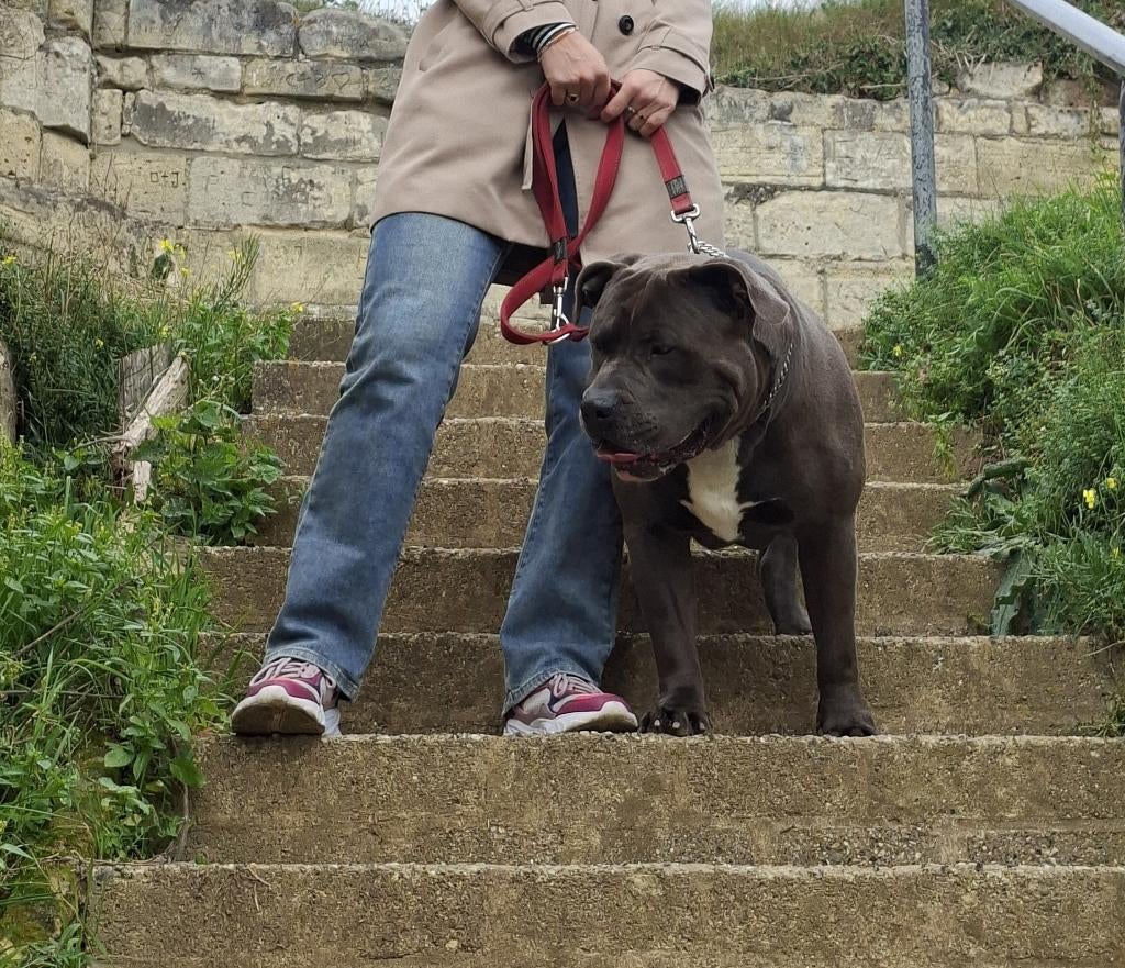 Zeer mooie Bully XL Dekreu, Reu, Eén hond, 3 tot 5 jaar, Nederland