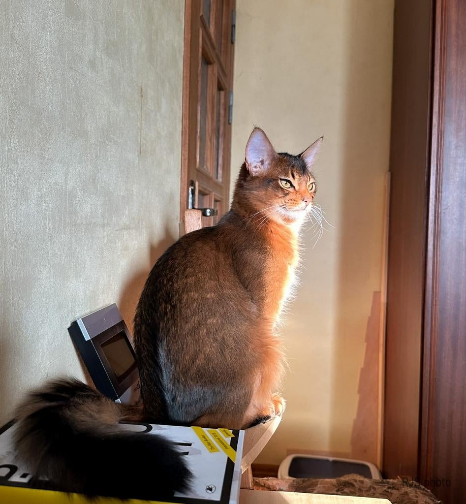 Somali kitten, Meerdere dieren