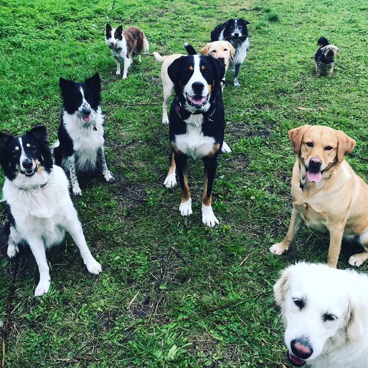 Hondenuitlaatservice aangeboden, Dieren en Toebehoren, Ophalen