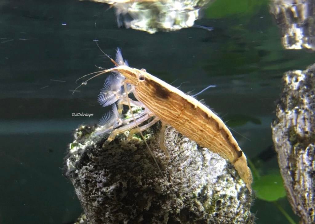 Pre order: Aziatische Waaierhand garnaal, Kreeft, Krab of Garnaal, Zoetwatervis