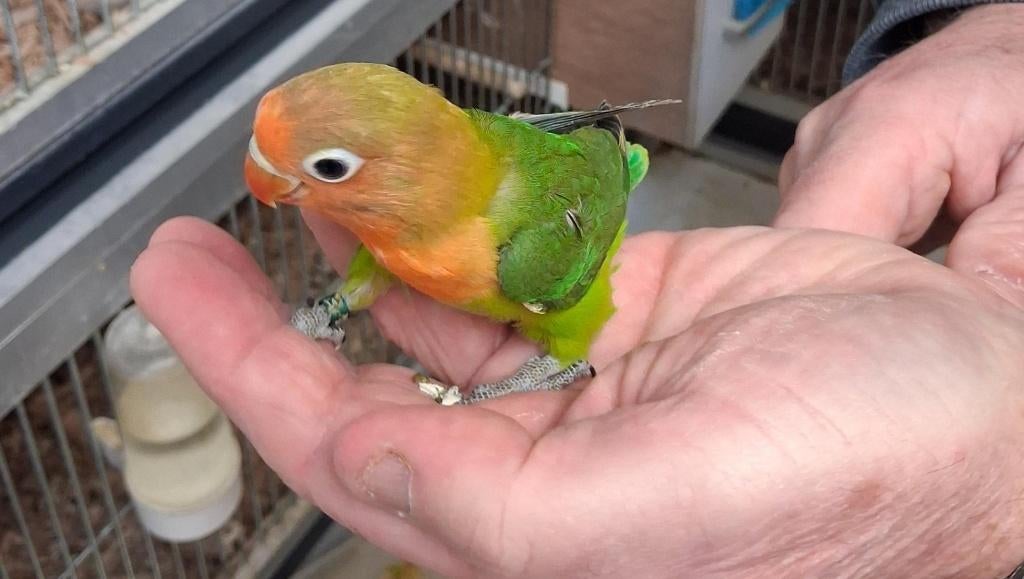 agapornis, Dieren en Toebehoren, Geslacht onbekend, Dwergpapegaai of Agapornis, Geringd