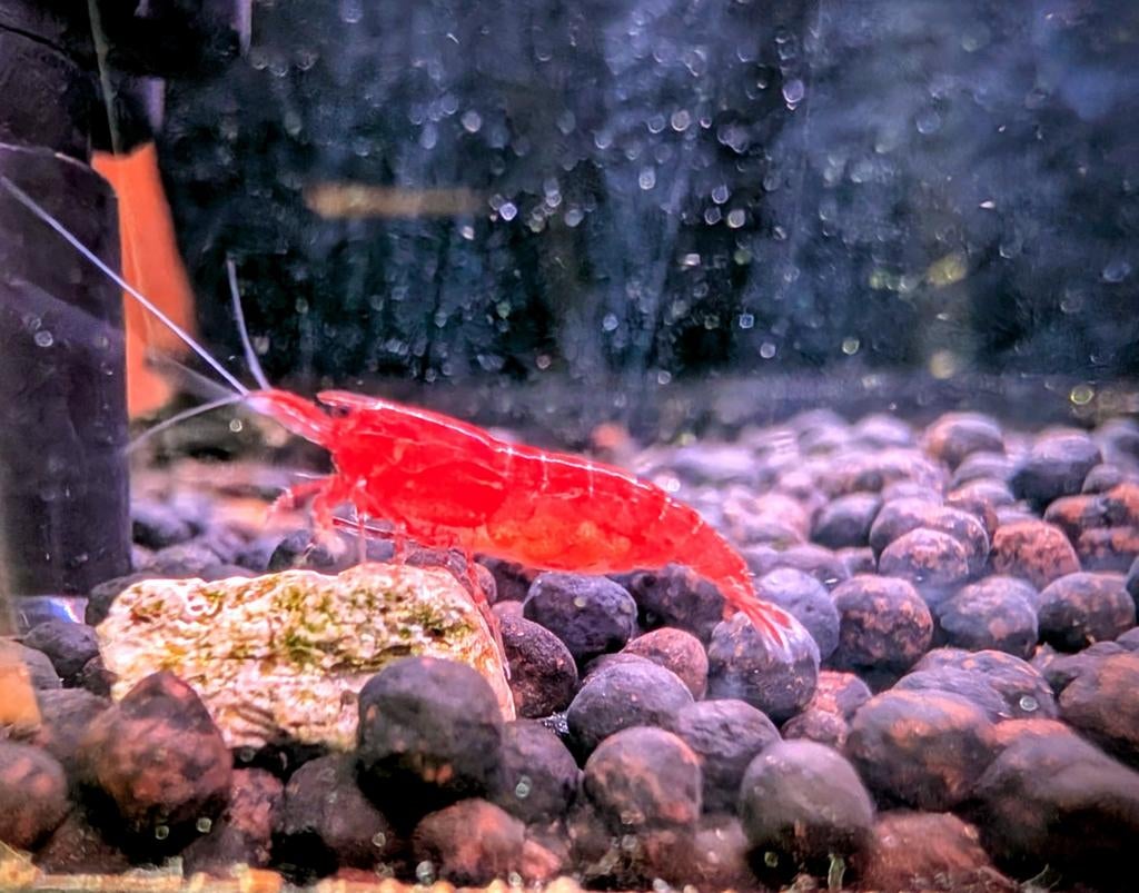 Jonge oranje CPO kreeftjes, Dieren en Toebehoren, Kreeft, Krab of Garnaal, Zoetwatervis