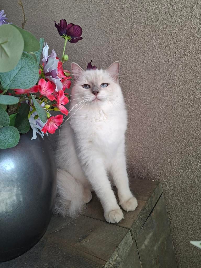 Ragdoll poes met stamboom, Dieren en Toebehoren, Poes, Met stamboom, 0 tot 2 jaar