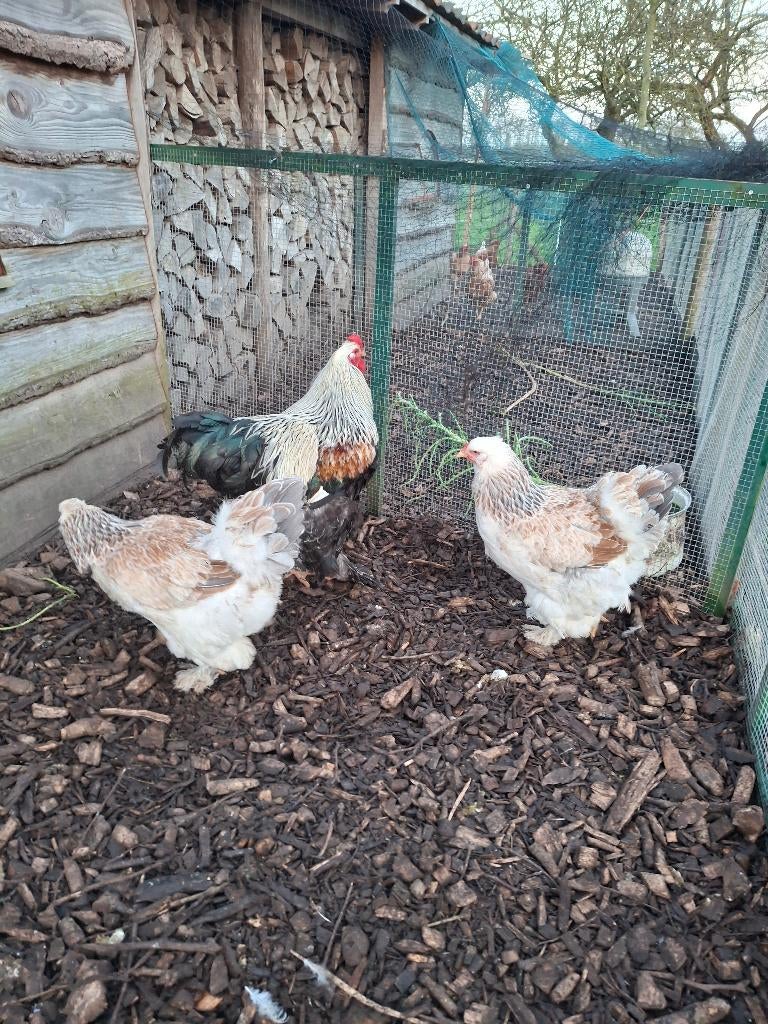 Bramha tarwekleur tri groot, Meerdere dieren, Kip