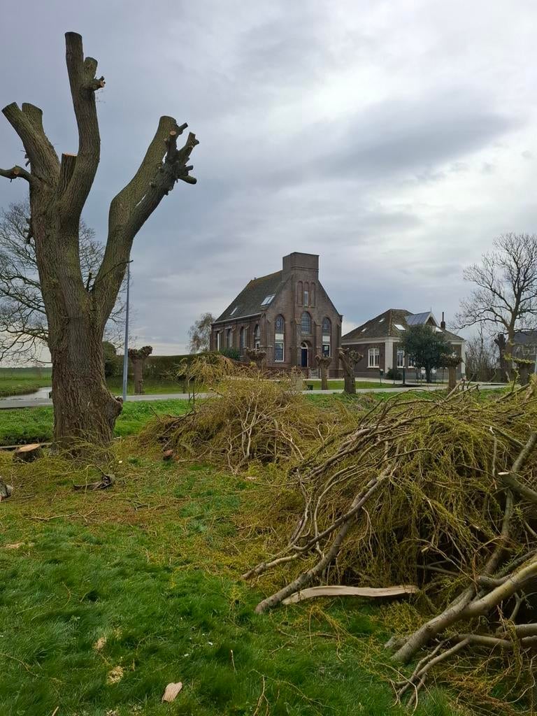 Gratis brandhout af te halen, Tuin en Terras, Planten | Bomen, Ophalen, Halfschaduw, Overige soorten, 100 tot 250 cm