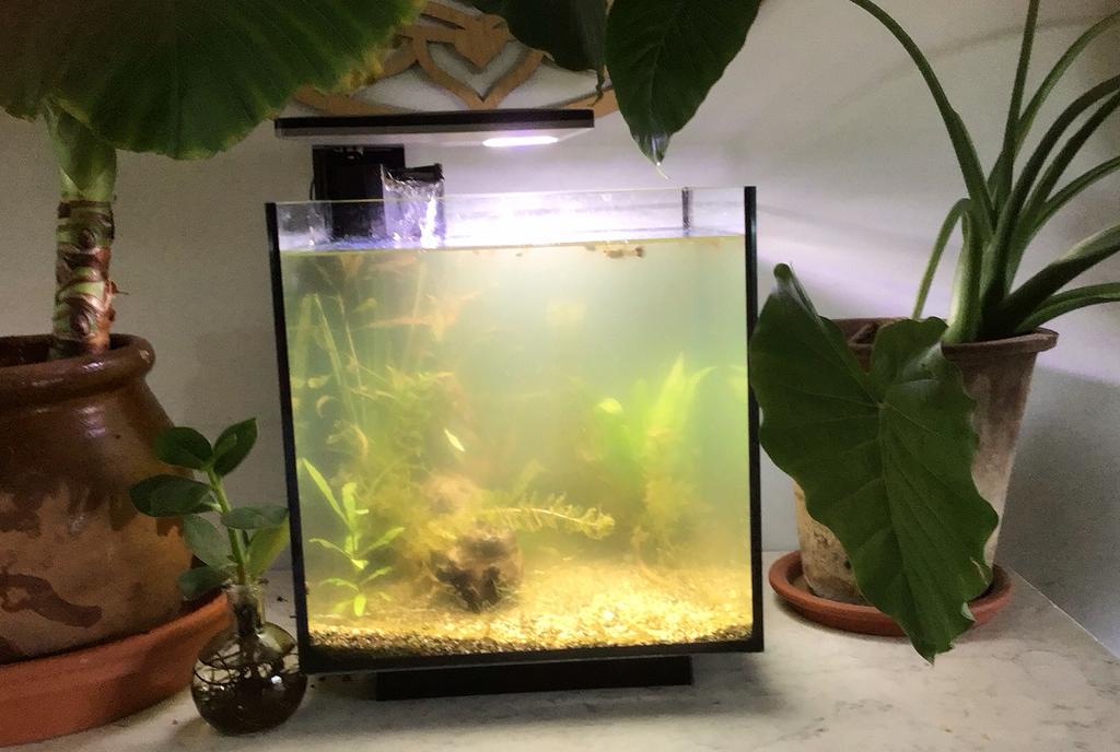 Klein aquarium inclusief vissen,pompje en verlichting, Ophalen, Gebruikt, Gevuld zoetwateraquarium