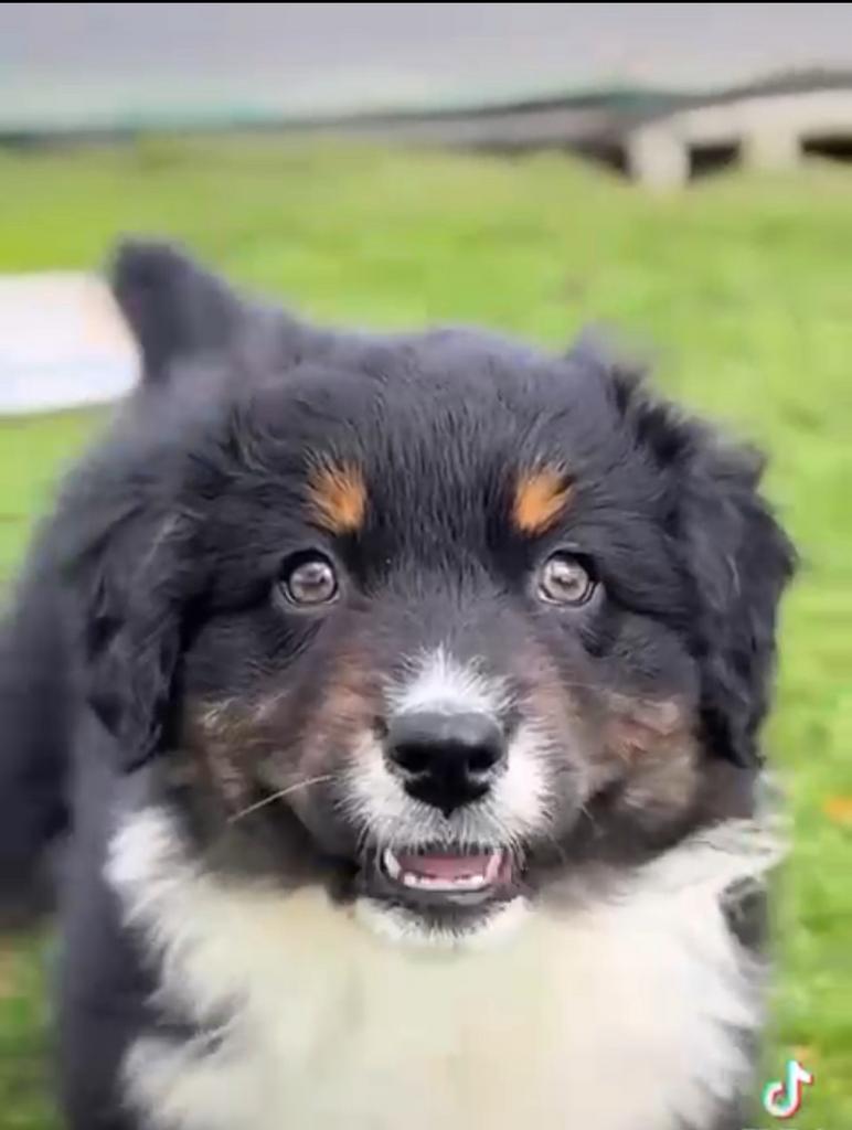 Australian shepherd pups die mogen verhuizen, Parvo, Reu, 8 tot 15 weken, Meerdere