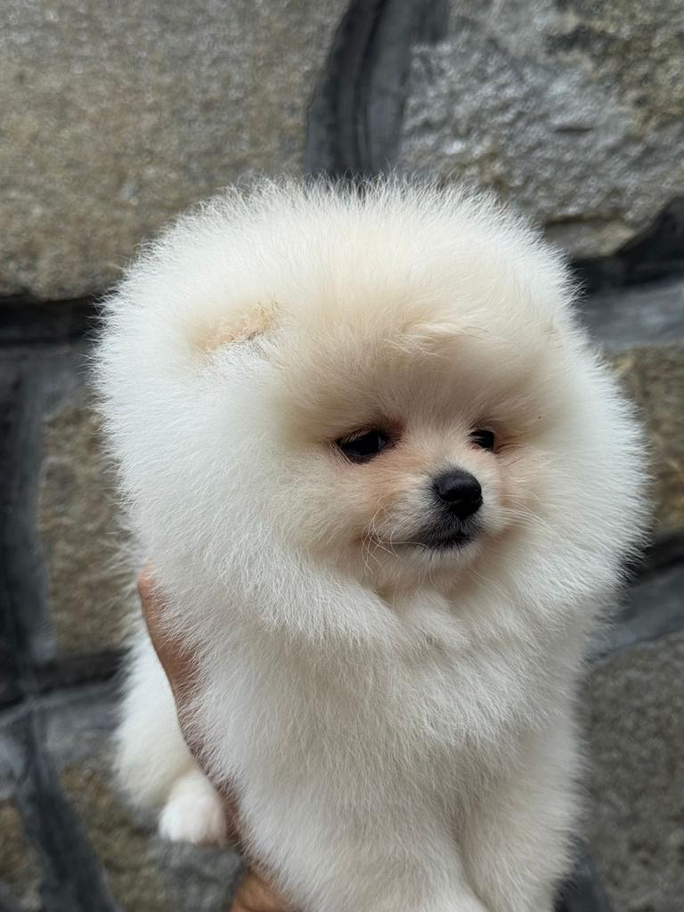 Pomeranian pomeriaan mini, Rabiës (hondsdolheid), 15 weken tot 1 jaar, Overige rassen, Teef