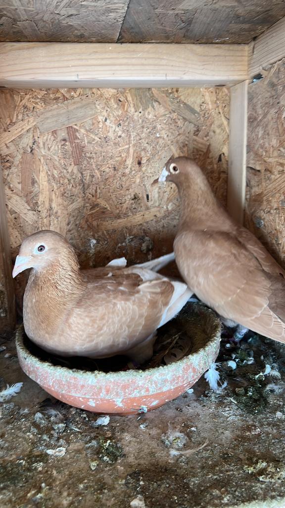 Kleur postduiven, Meerdere dieren, Postduif