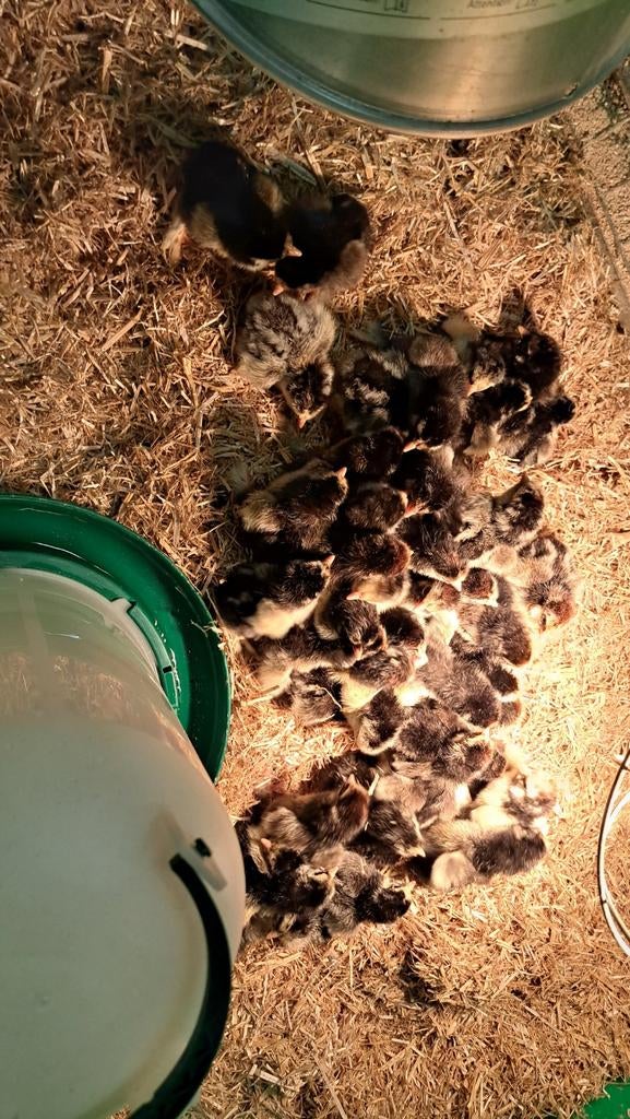 200 broedeieren, Dieren en Toebehoren, Pluimvee, Geslacht onbekend, Kip