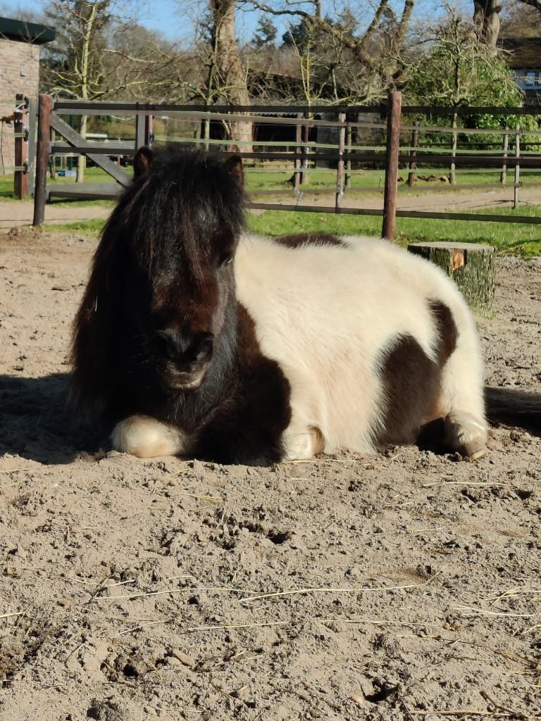 Mini shetlander merrie (80 cm) 2010, Dieren en Toebehoren, Pony's, A pony (tot 1.17m), Onbeleerd, 11 jaar of ouder, Recreatiepony