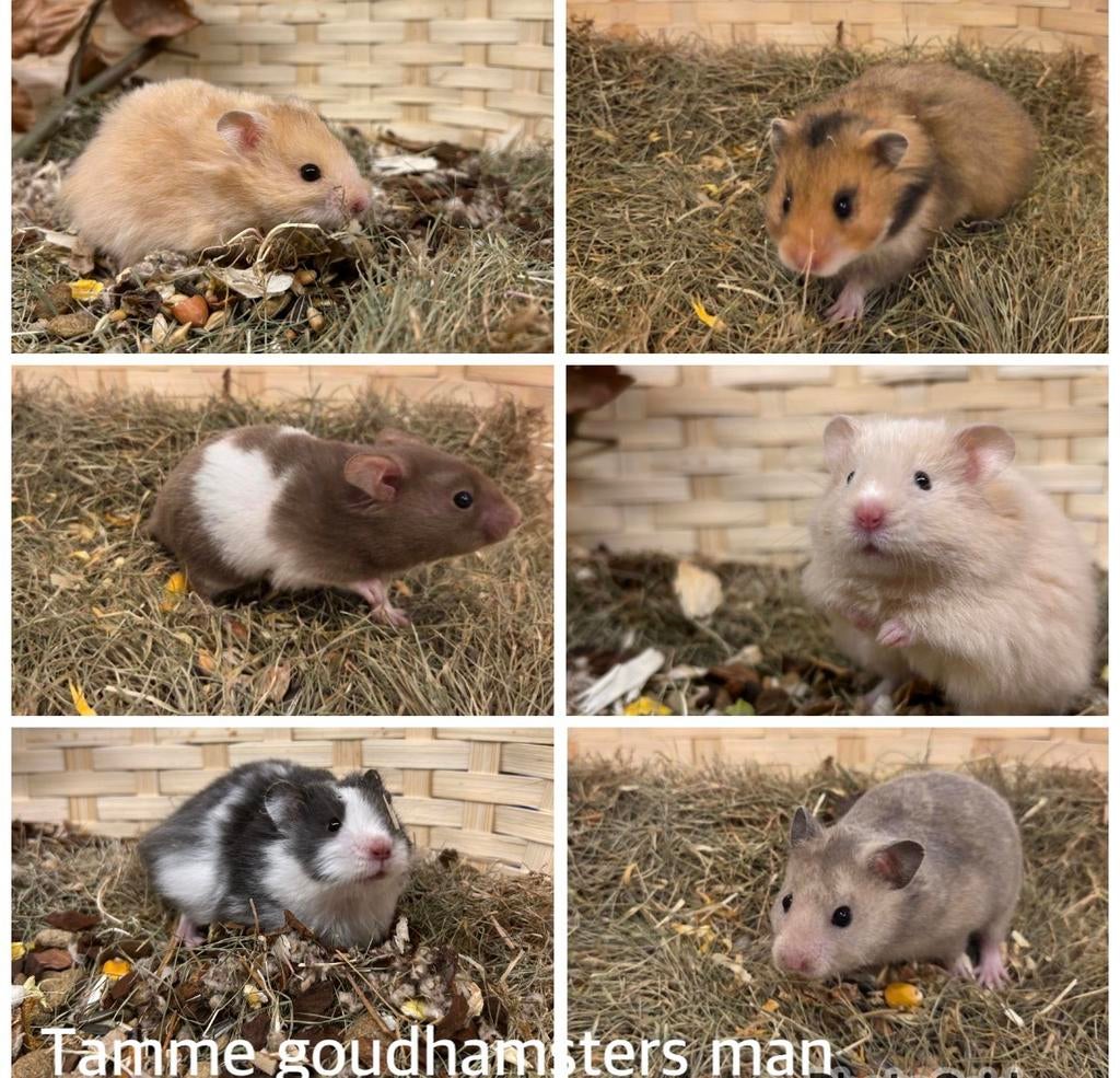 Jonge zeer tamme goudhamsters ( man) ( van fokker), Januari, Hamster, Tam