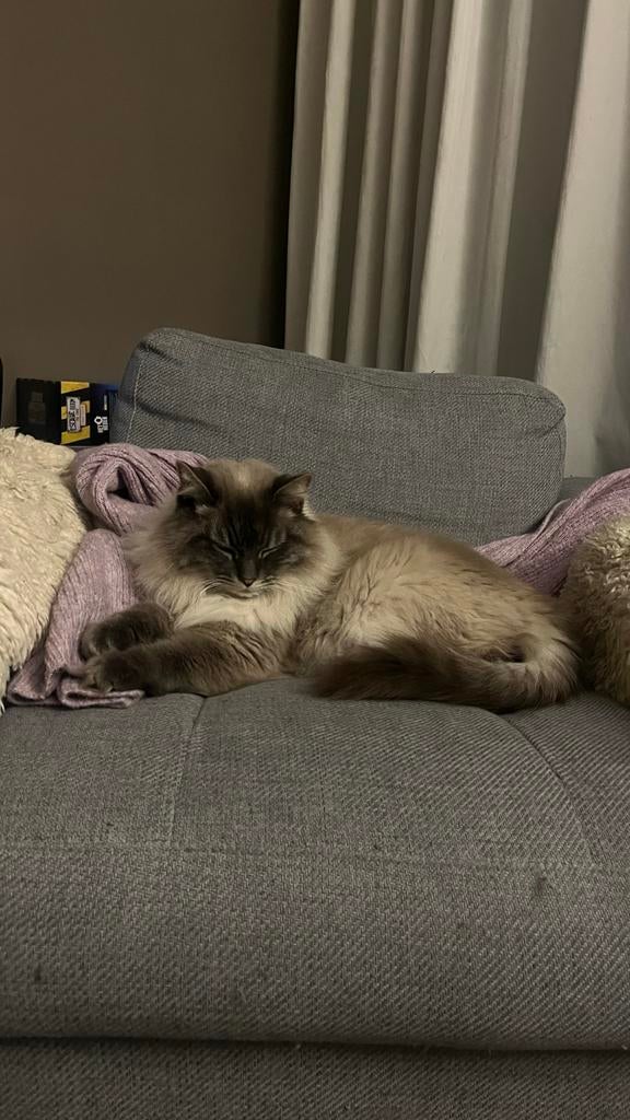 Gezocht: Ragdoll kitten (poes) blue point tabby met stamboom, Dieren en Toebehoren, Poes, Langharig, 0 tot 2 jaar