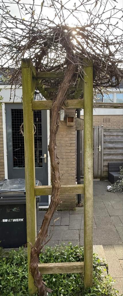 Druif, Tuin en Terras, Planten | Tuinplanten, Vaste plant, Fruitplanten, Volle zon, Bloeit niet, Ophalen