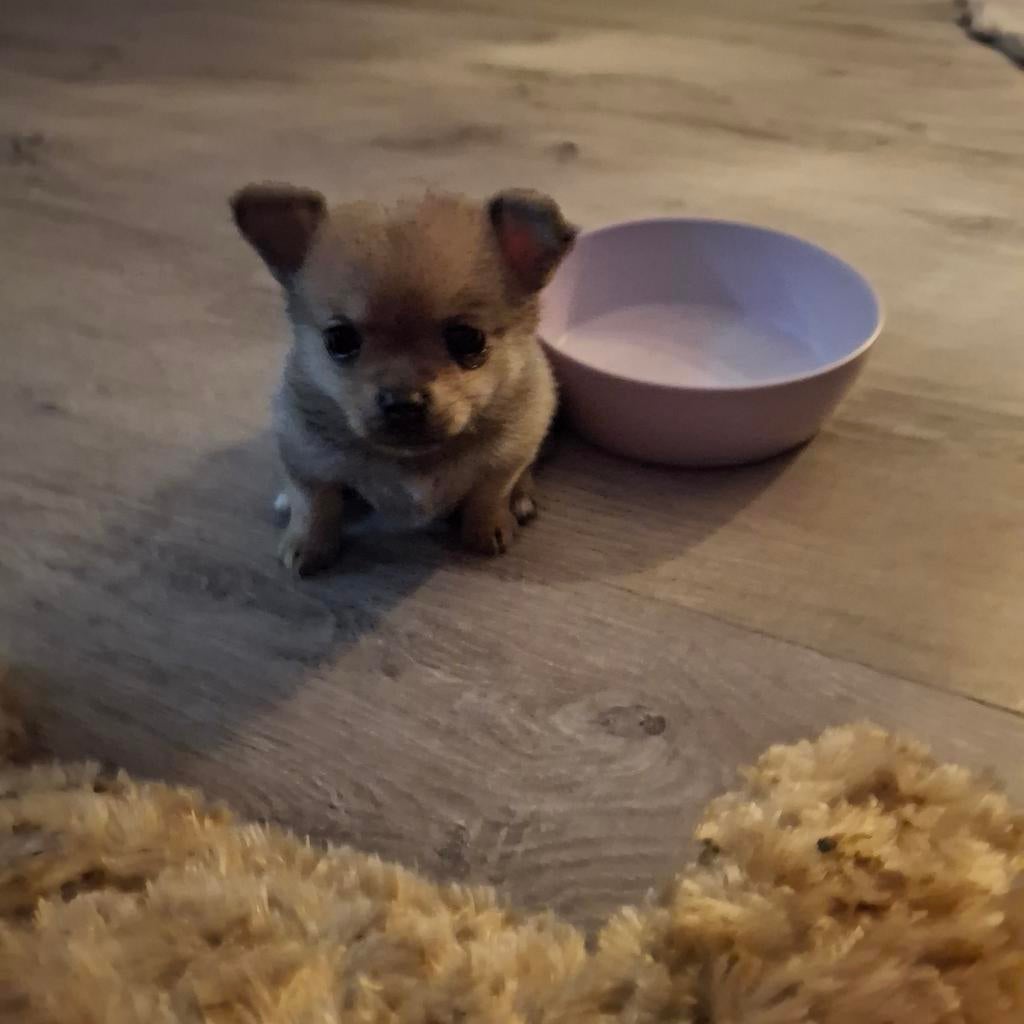 Prachtige lieve Pomchi pups pup puppy vrouwtjes, 8 tot 15 weken, Teef, Parvo, Meerdere