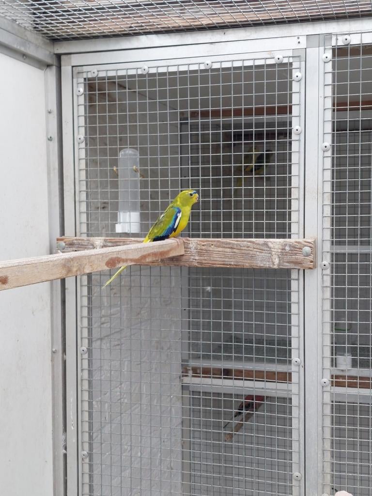 Bonte man, Mannelijk, Parkiet, Geringd