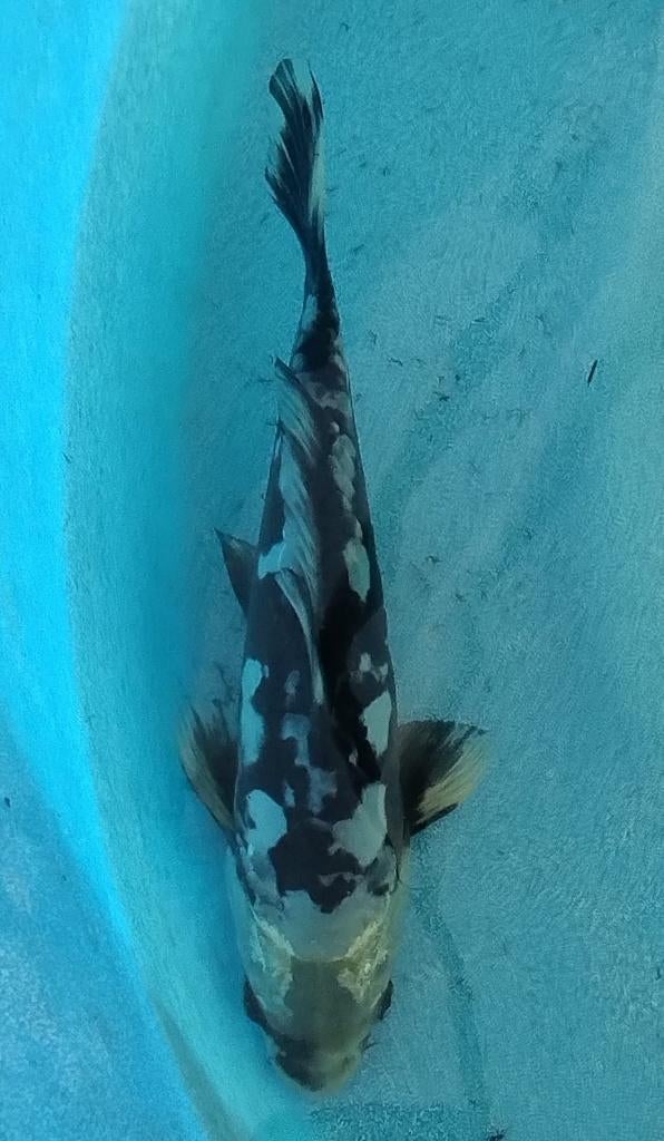 Koi 3 25cm, Karper of Koi