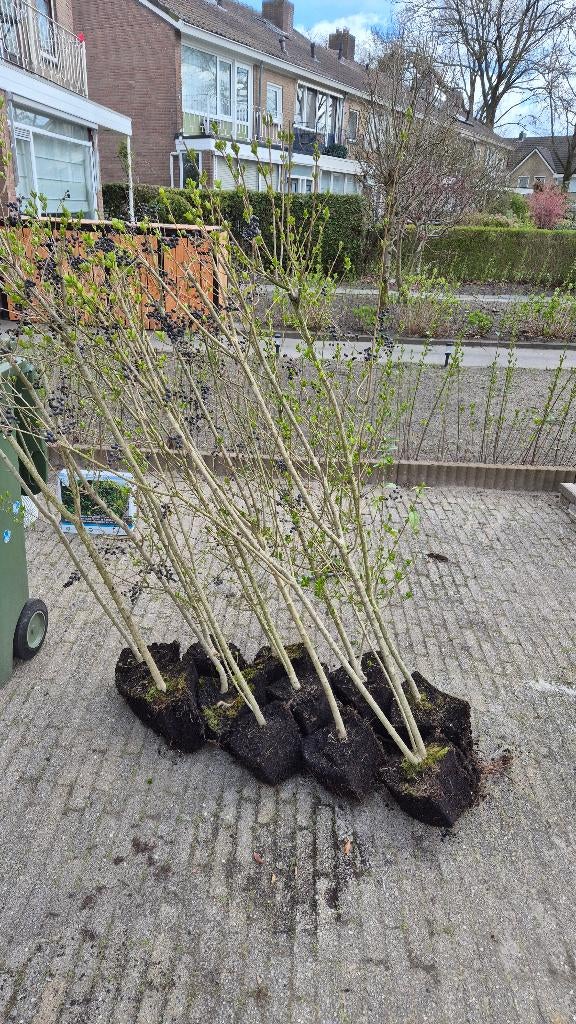 Liguster boompjes, kerstboom, Tuin en Terras, Overige soorten, 100 tot 250 cm, Zomer, Ophalen