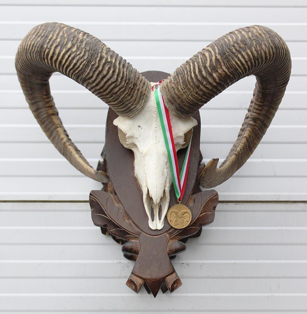 Schedel Hongaarse MOEFLON RAM op dubbel houten schild, Ophalen of Verzenden, Gebruikt, Wild dier, Schedel
