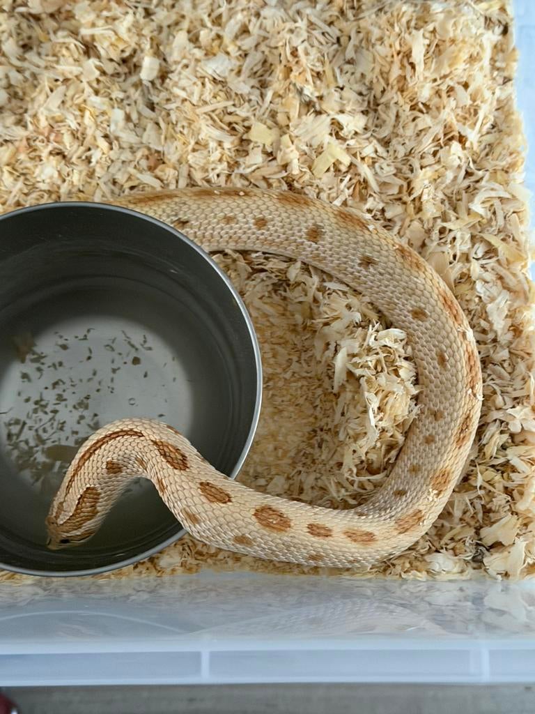 Haakneusslangen Toffeeconda koppel Hognose Snake - female for sale from J