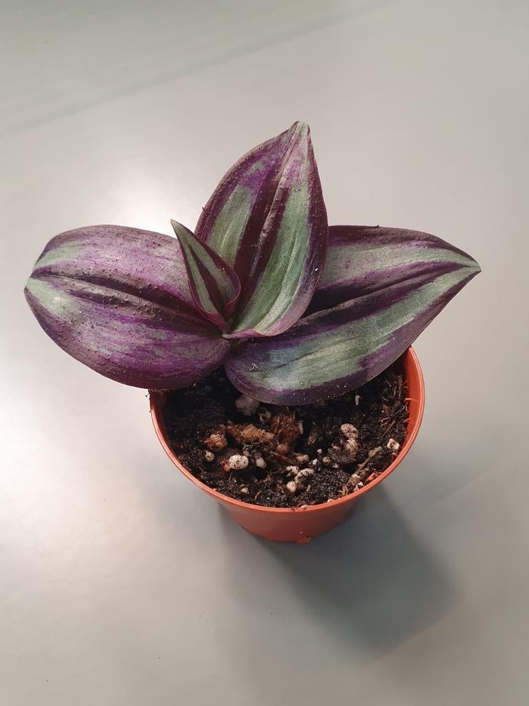 3x Tradescantia Zebrina plantjes - Levendige paarse bladeren, Huis en Inrichting, Kamerplanten, Ophalen of Verzenden, Halfschaduw