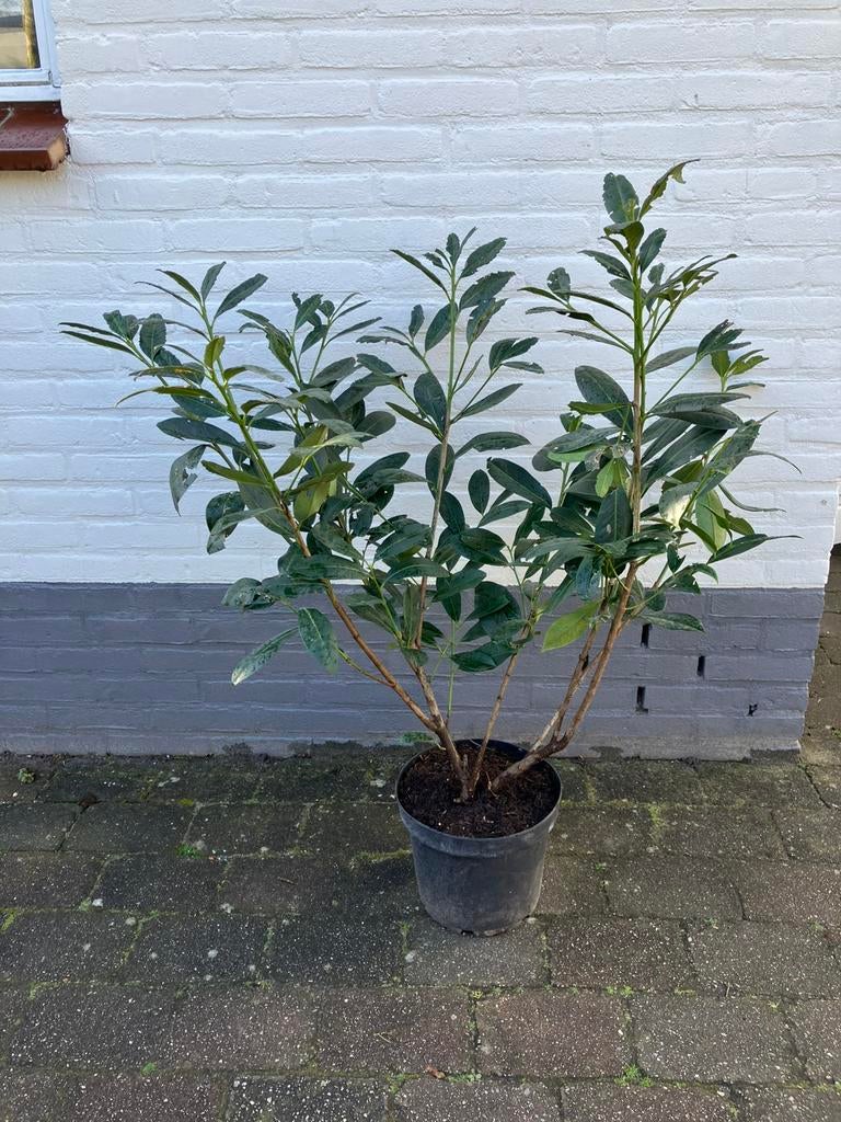 Grote laurier struik, Ophalen, Laurier, 100 tot 250 cm