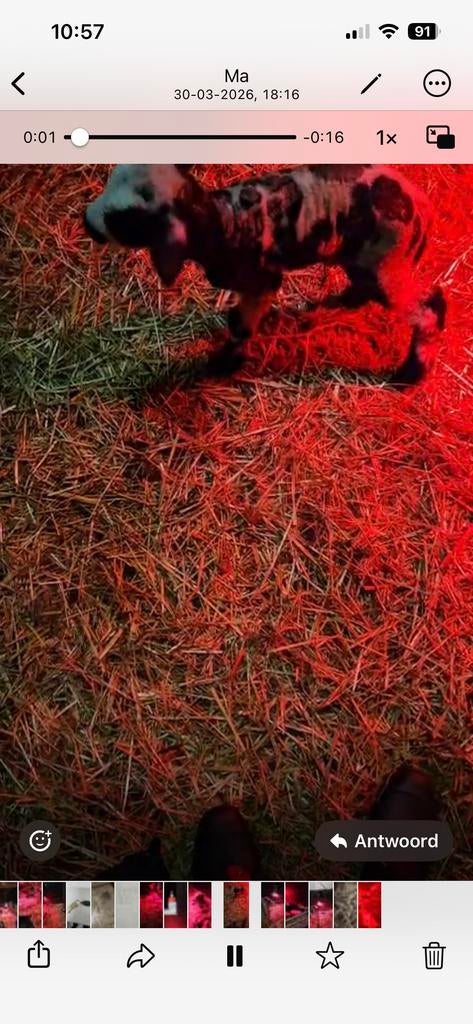 Leblam, Dieren en Toebehoren, Mannelijk, Schaap