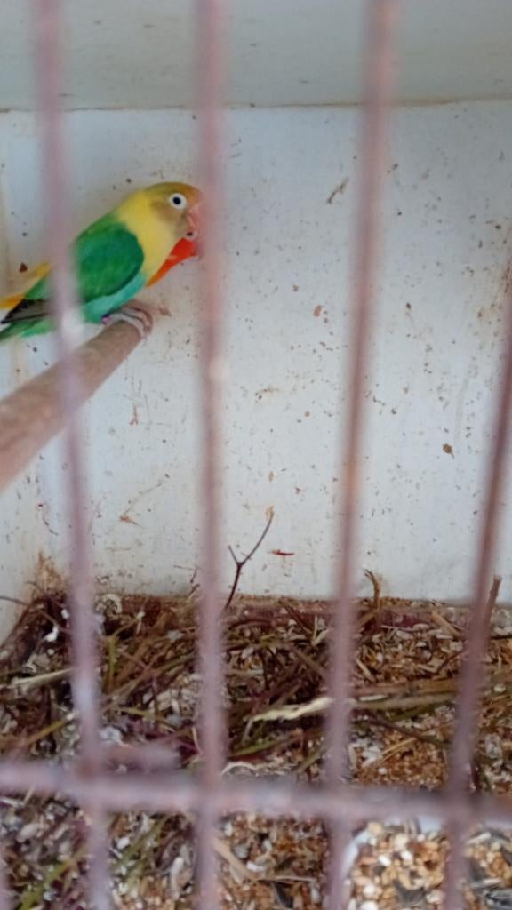 Fischerie lutino te koop, Dieren en Toebehoren, Vogels | Parkieten en Papegaaien, Meerdere dieren, Dwergpapegaai of Agapornis