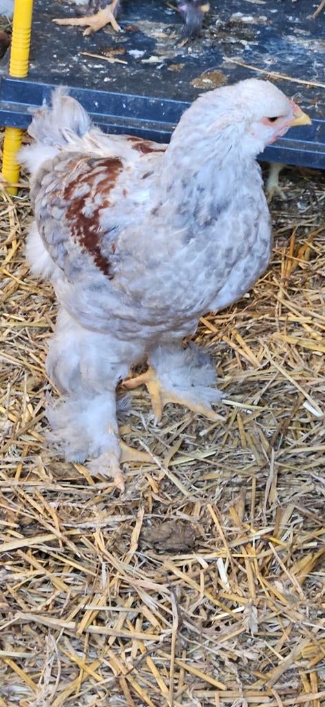 2 mooie zalm brahma hanen 2 maanden, Dieren en Toebehoren, Mannelijk, Kip