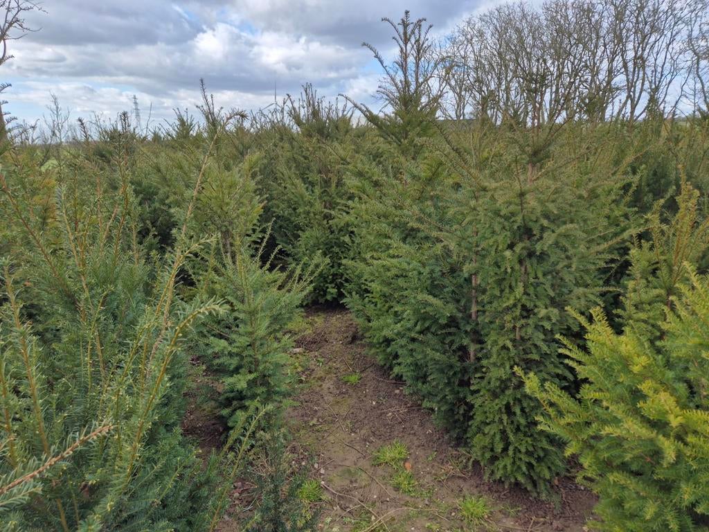 Taxus Baccata 150-175 cm, Tuin en Terras, Planten | Tuinplanten, Ophalen, Bloeit niet, Overige soorten, Volle zon