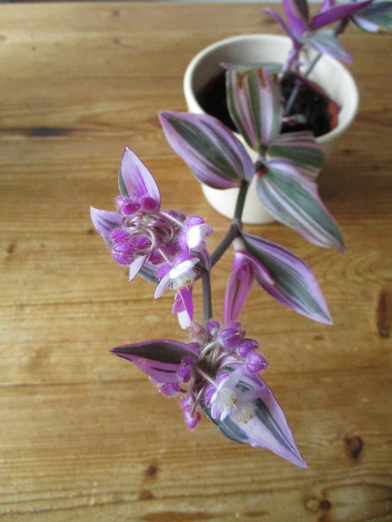 Paars/roze bloeiende tradescantia, Huis en Inrichting, Kamerplanten, Ophalen, Overige soorten, Halfschaduw, Minder dan 100 cm