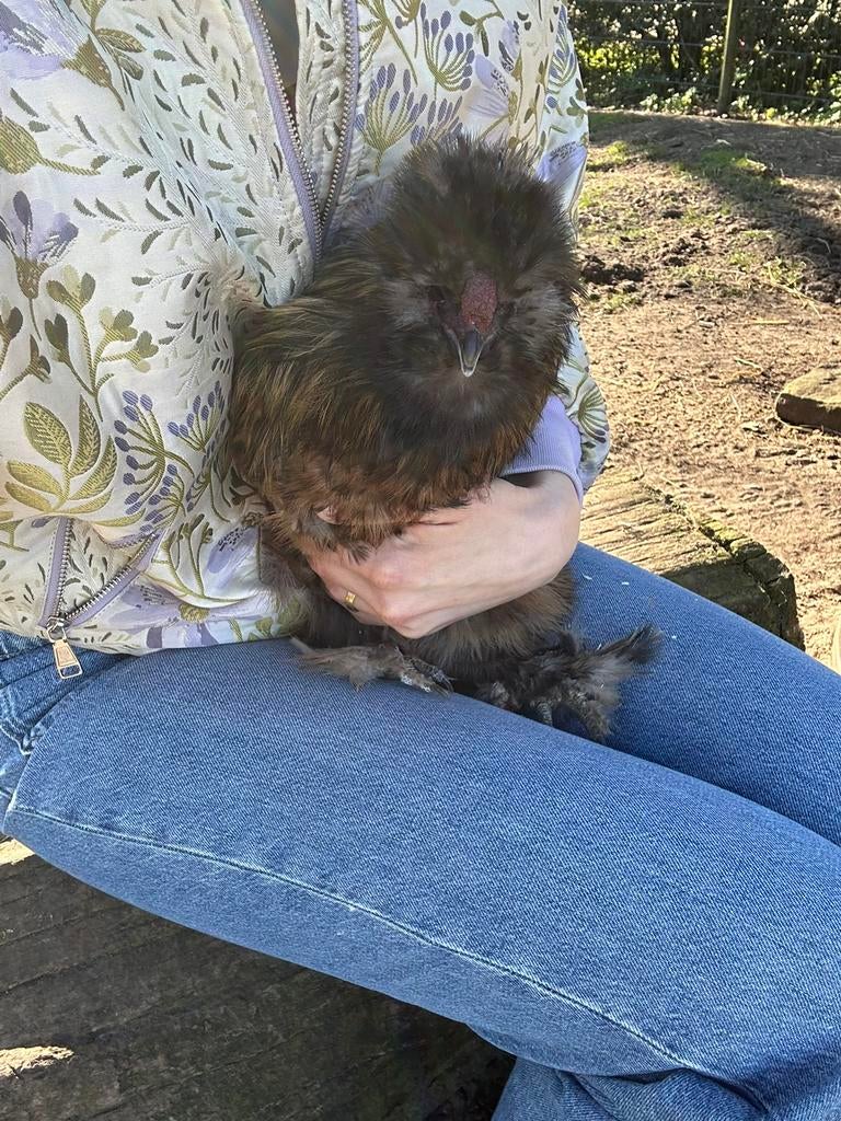 Zijdehoen usa haan, Dieren en Toebehoren, Pluimvee, Mannelijk, Kip