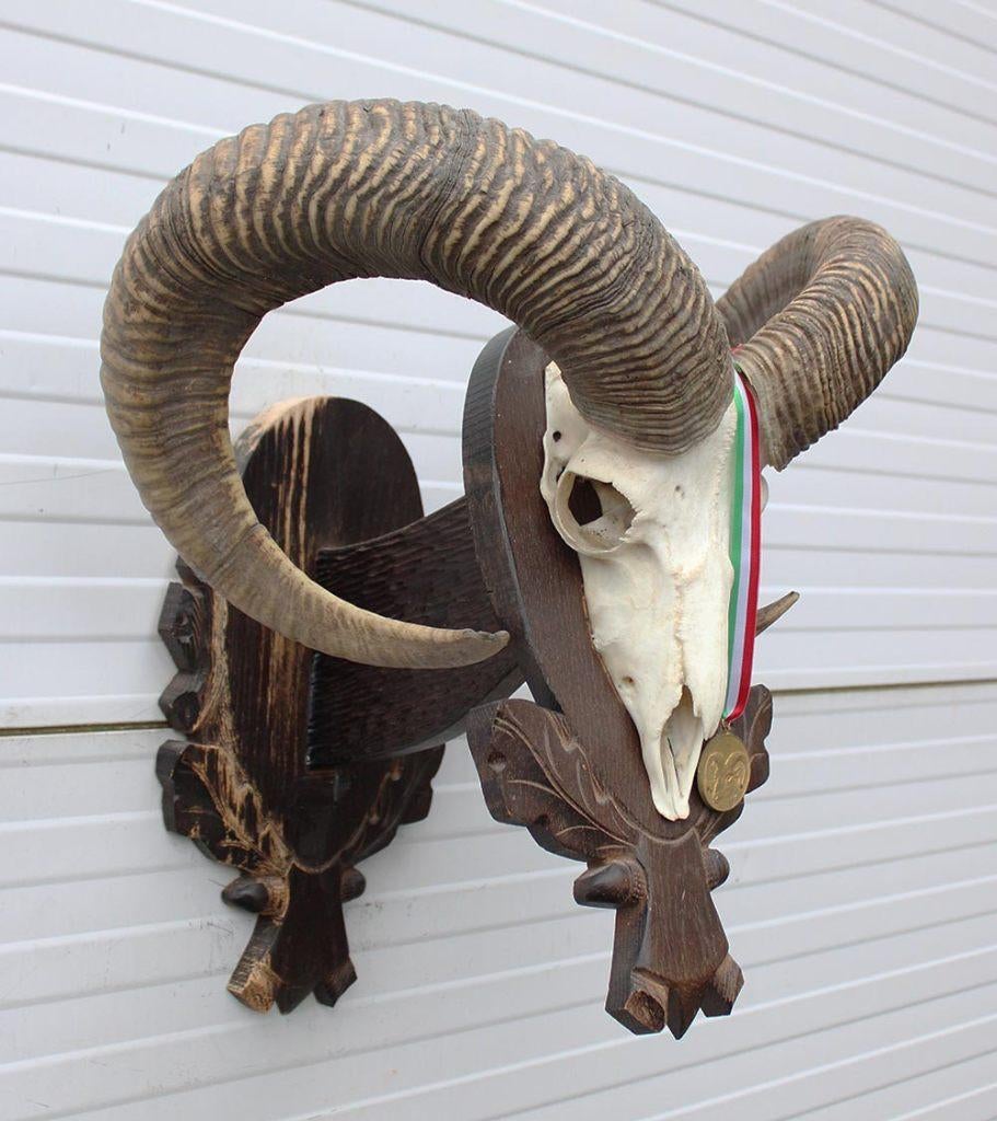 Schedel Hongaarse MOEFLON RAM op dubbel houten schild, Verzamelen, Dierenverzamelingen, Gebruikt, Schedel, Wild dier, Ophalen of Verzenden