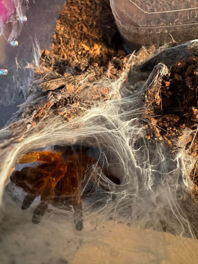 OBT vogelspin 0.1, Dieren en Toebehoren, Insecten en Spinnen, Spin of Schorpioen