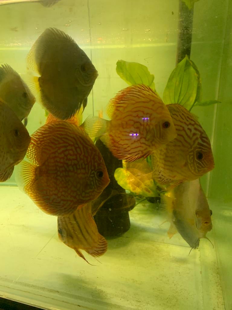 Discus Vlissen, Vis