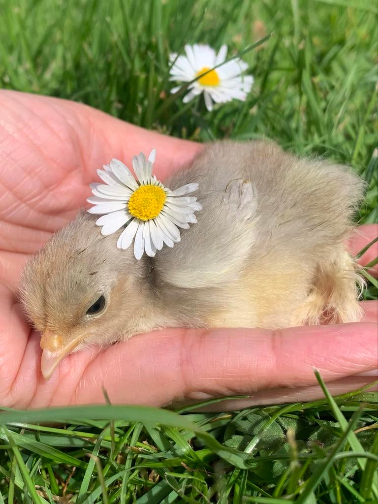 Cochin kriel kuikentjes, Dieren en Toebehoren, Pluimvee