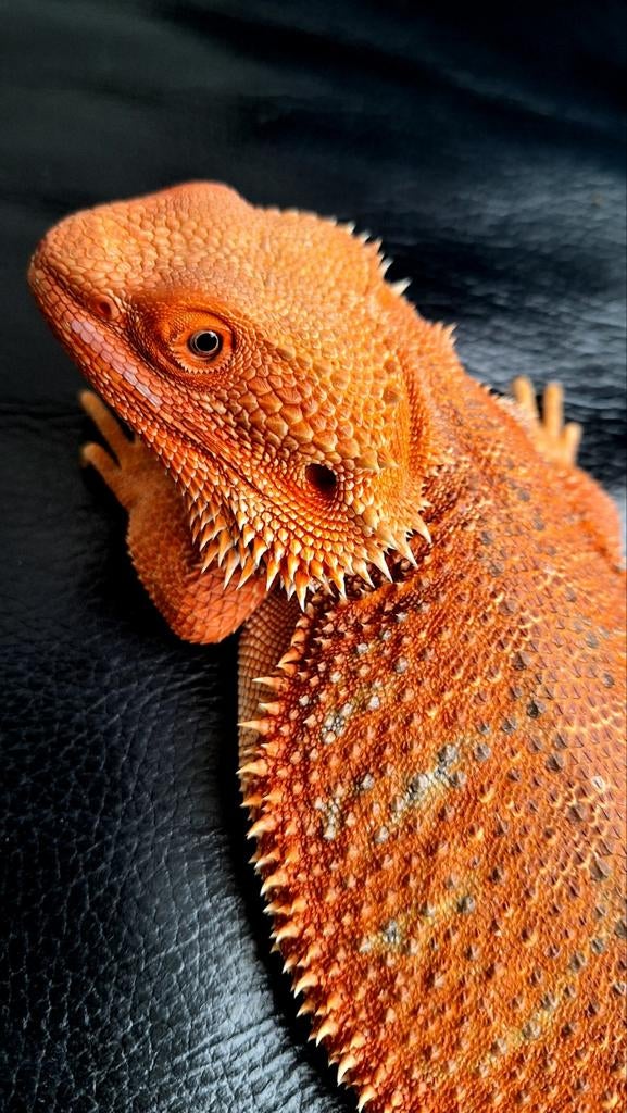 Baardagaam man Red Hypo Blue Bar double het.