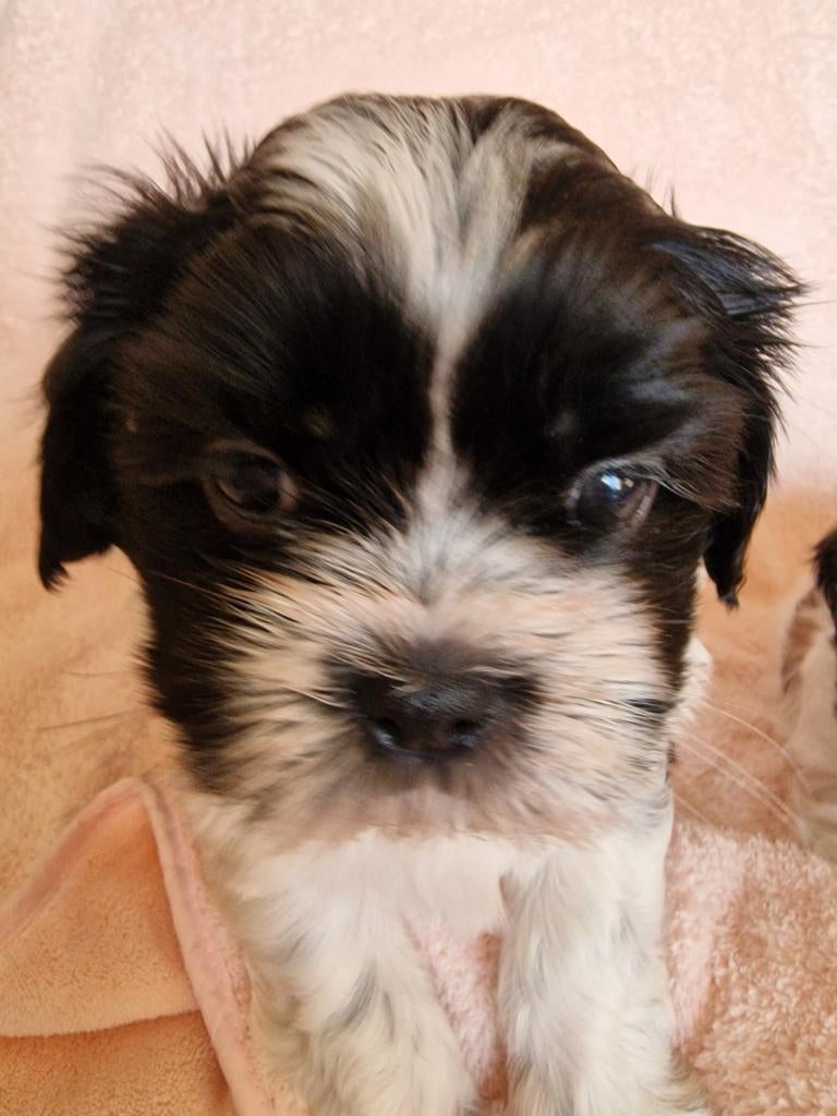 1 pup is gereserveerd wit met bruin heb nu nog 2 pups, 8 tot 15 weken, Meerdere, Nederland, Particulier