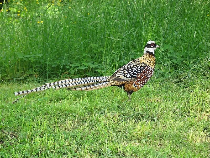 Koningsfazanten | Sierlijke fazant met lange staart!, Dieren en Toebehoren, Mannelijk, Overige soorten